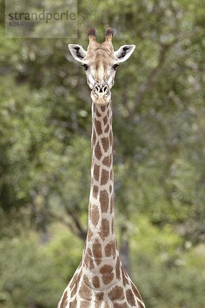 Südliches Afrika  Südafrika  Kruger Nationalpark  Afrika