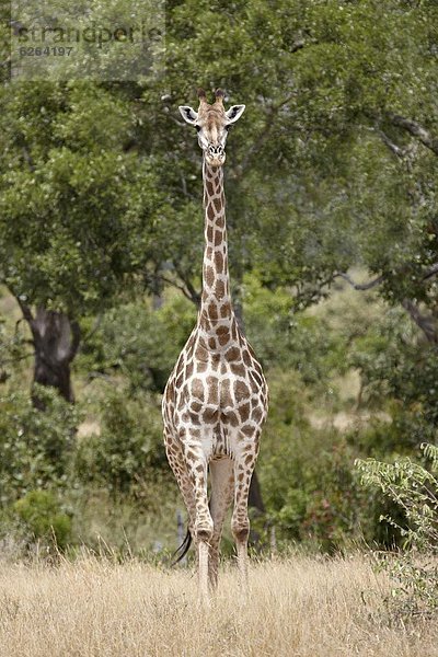 Südliches Afrika  Südafrika  Kruger Nationalpark  Afrika