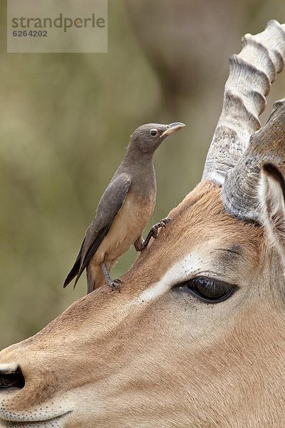 Südliches Afrika  Südafrika  Impala  Aepyceros melampus  Madenhacker  Buphagus  Kleinkindalter  Kleinkind  rot  Rechnung  Kruger Nationalpark  Afrika