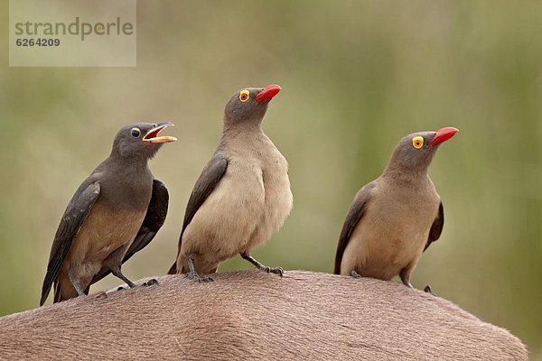 Südliches Afrika  Südafrika  Impala  Aepyceros melampus  Madenhacker  Buphagus  Kleinkindalter  Kleinkind  rot  2  Rechnung  Kruger Nationalpark  Erwachsener  Afrika