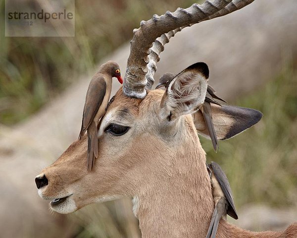 Südliches Afrika  Südafrika  Impala  Aepyceros melampus  Madenhacker  Buphagus  rot  Rechnung  Kruger Nationalpark  Afrika  Bock