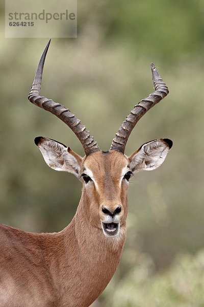 Südliches Afrika  Südafrika  Impala  Aepyceros melampus  kauen  Kruger Nationalpark  Afrika  Bock