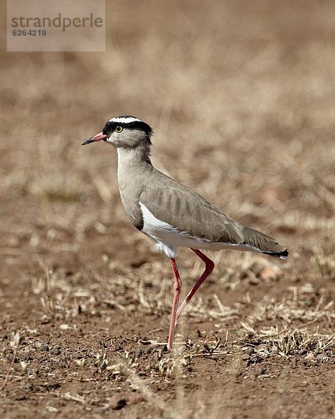 Südliches Afrika  Südafrika  Kiebitz  Vanellus vanellus  Schwedische Krone  Kruger Nationalpark  Afrika  Kiebitz