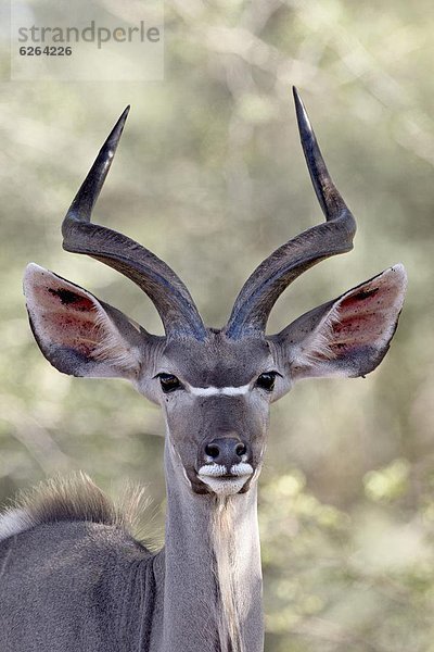 Südliches Afrika  Südafrika  Kudu  Tragelaphus strepsiceros  jung  Kruger Nationalpark  Afrika  Bock