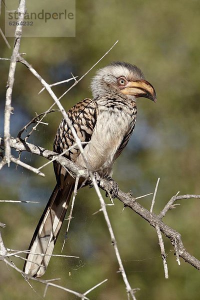 Südliches Afrika  Südafrika  Kleinkindalter  Kleinkind  Rechnung  Kruger Nationalpark  Afrika  Nashornvogel