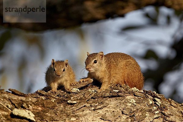 Südliches Afrika  Südafrika  Hörnchen  Sciuridae  junger Erwachsener  junge Erwachsene  Baum  jung  Kruger Nationalpark  Erwachsener  Afrika