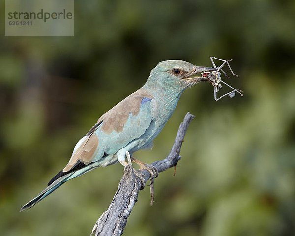 Südliches Afrika  Südafrika  Racken  Coraciidae  europäisch  Insekt  Kruger Nationalpark  Afrika