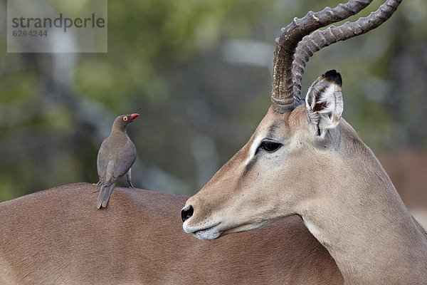 Südliches Afrika  Südafrika  Impala  Aepyceros melampus  Madenhacker  Buphagus  rot  Rechnung  Kruger Nationalpark  Afrika