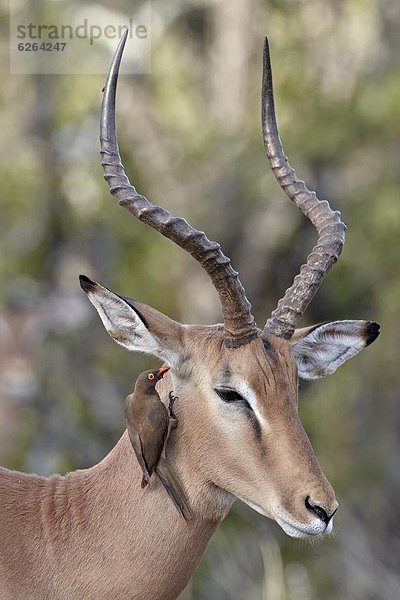 Südliches Afrika  Südafrika  Impala  Aepyceros melampus  Madenhacker  Buphagus  rot  Rechnung  Kruger Nationalpark  Afrika