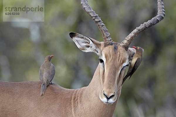 Südliches Afrika  Südafrika  Impala  Aepyceros melampus  Madenhacker  Buphagus  rot  2  Rechnung  Kruger Nationalpark  Afrika