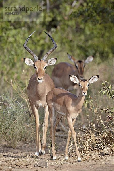 Südliches Afrika  Südafrika  Impala  Aepyceros melampus  Kruger Nationalpark  Afrika