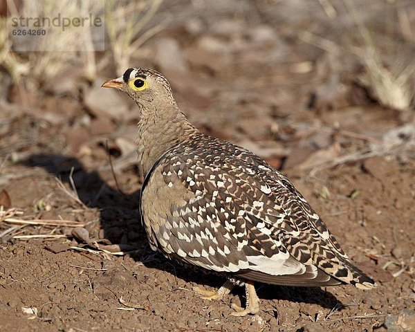 Südliches Afrika  Südafrika  Kruger Nationalpark  Afrika