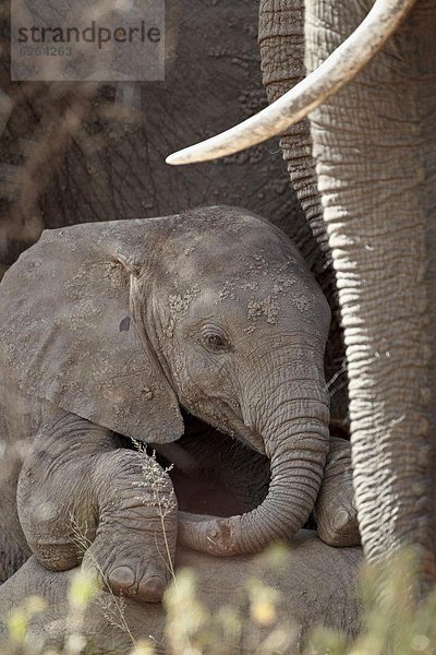 Südliches Afrika  Südafrika  Kruger Nationalpark  Afrika