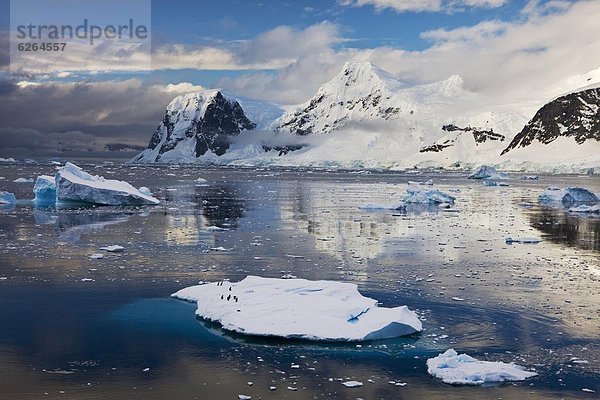 Kaiserpinguin  Aptenodytes forsteri  Eisberg  fließen  Antarktis  Meerenge