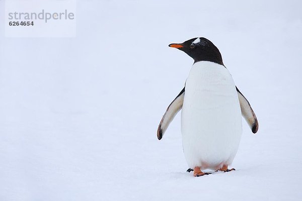 Antarktis  Eselspinguin  Pygoscelis papua  Pinguin  Halbinsel