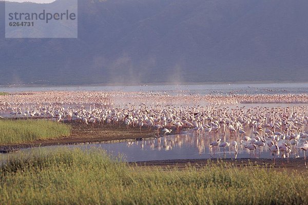 Flamingo  Afrika  Kenia