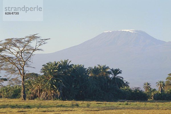 Amboseli Nationalpark  Afrika  Kenia