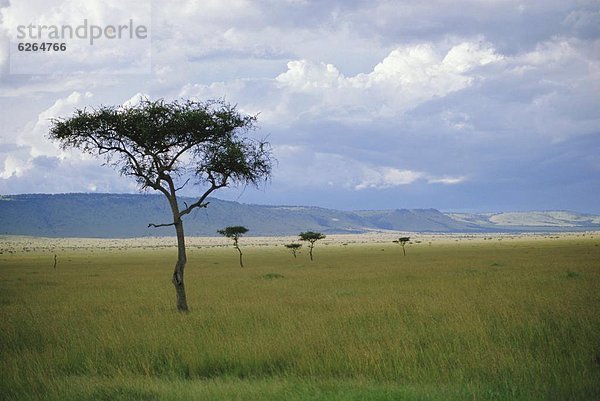 Masai Mara  Kenya  Afrika