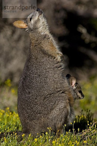 Pazifischer Ozean  Pazifik  Stiller Ozean  Großer Ozean  Australien  Kangaroo Island  South Australia