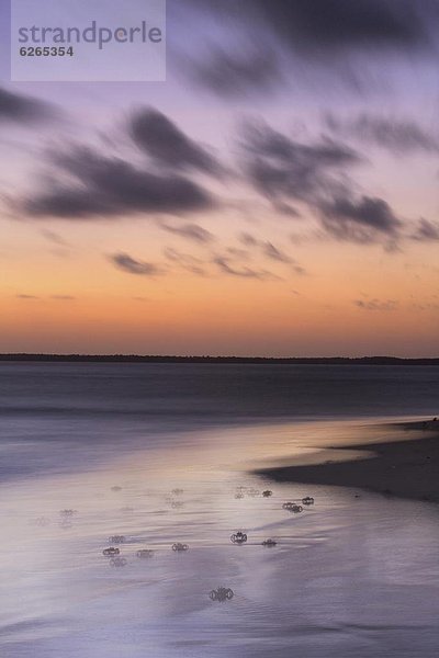 Ostafrika  Strand  Krabbe  Krebs  Krebse  Afrika  Abenddämmerung  Geist  Kenia