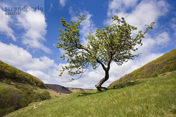 nahe  Europa  Baum  Großbritannien  Loch  Yorkshire and the Humber  North Yorkshire  England  Weißdorn