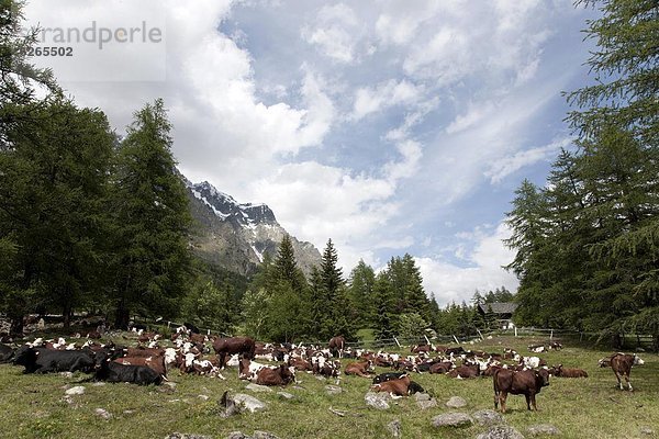 Montblanc  Mont Blanc  Europa  Aostatal  Italien