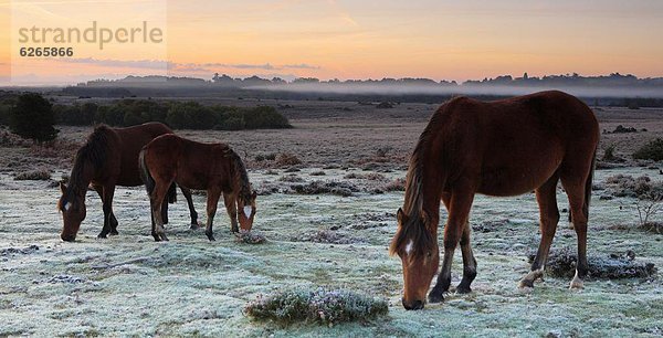 Islandpony  Europa  Großbritannien  Landschaft  Schürfwunde  Wald  Kälte  England  Hampshire  neu