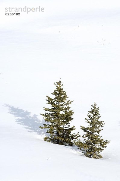 Baum  Weihnachten  Kiefer  Pinus sylvestris  Kiefern  Föhren  Pinie  Schnee