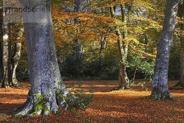 nahe  Laubwald  Farbe  Farben  Europa  Stein  Großbritannien  Herbst  England  Hampshire