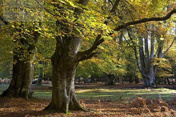 Europa  Großbritannien  England  Hampshire