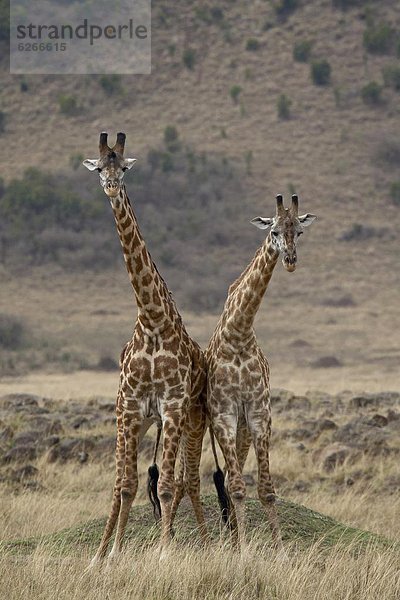 Ostafrika  Giraffe  Giraffa camelopardalis  Kampf  2  Afrika  Kenia  Masai
