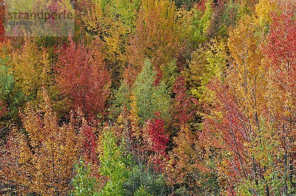 Vereinigte Staaten von Amerika  USA  Berg  Wald  weiß  New Hampshire