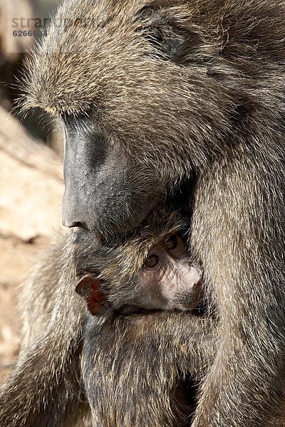 Ostafrika  Säuglingsalter  Säugling  Olive  Mutter - Mensch  Afrika  Pavian  Kenia