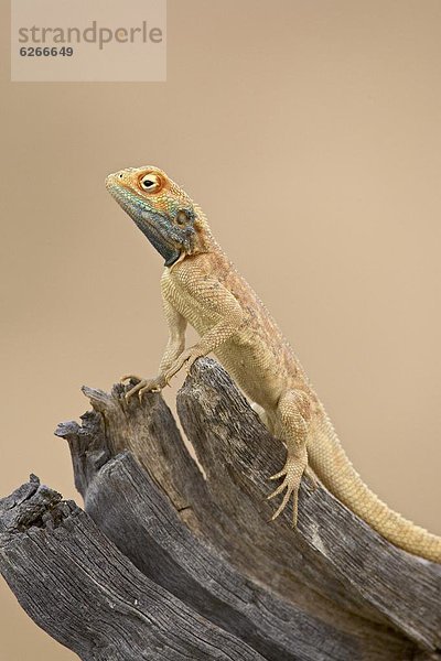 Südliches Afrika  Südafrika  Nostalgie  Kalahari  Afrika