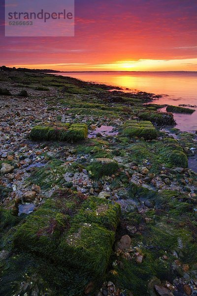 Europa  Strand  Großbritannien  über  Sonnenaufgang  Wald  England  Hampshire  neu