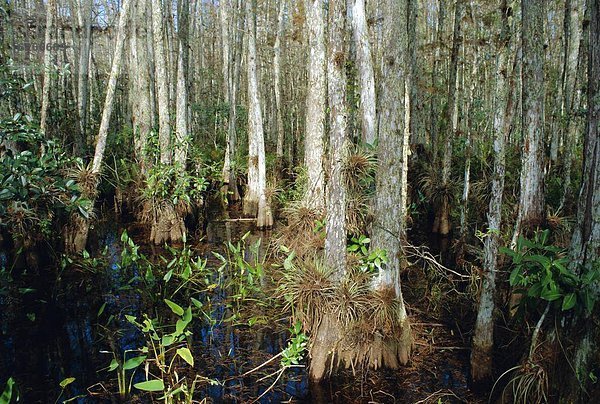 Vereinigte Staaten von Amerika USA nahe Glatze kahl Korkenzieher Heiligtum Florida Neapel Sumpf