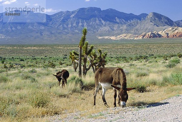 Vereinigte Staaten von Amerika  USA  Nevada