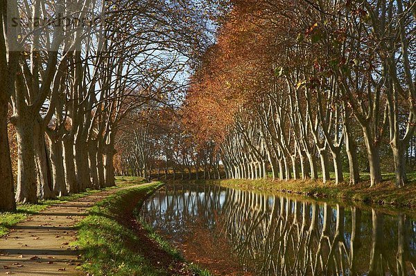 Frankreich Europa gelb Herbst vorwärts UNESCO-Welterbe Aude