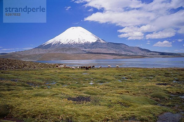 See  Vulkan  Anden  bedecken  Chile  Schnee  Südamerika