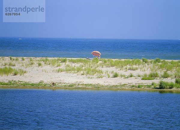 Vereinigte Staaten von Amerika  USA  Strand  Meer  Flucht  Massachusetts  Wildtier