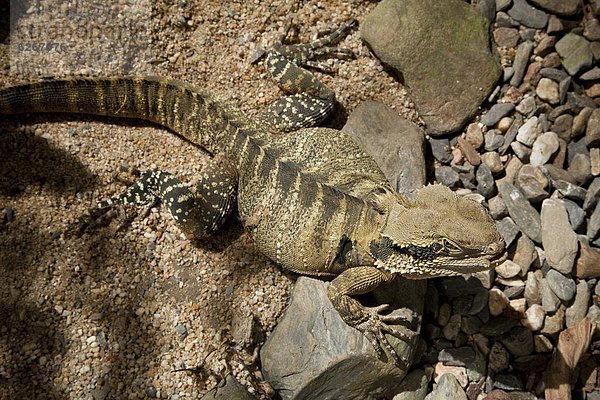 Pazifischer Ozean  Pazifik  Stiller Ozean  Großer Ozean  Australien  Port Douglas  Queensland