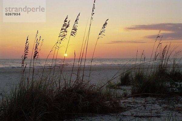 Vereinigte Staaten von Amerika  USA  Strand  Sonnenuntergang  Florida