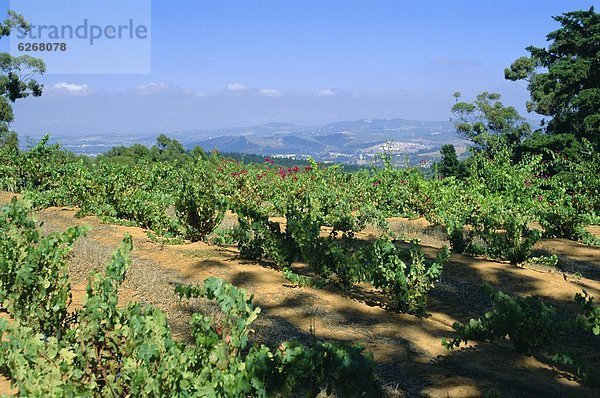 Südliches Afrika  Südafrika  Stellenbosch  Weinberg