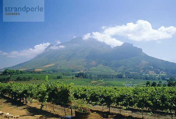 Südliches Afrika  Südafrika  Stellenbosch  Weinberg