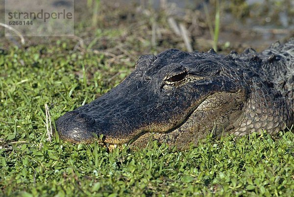 Vereinigte Staaten von Amerika  USA  Mississippi-Alligator  Hechtalligator  Alligator mississippiensis