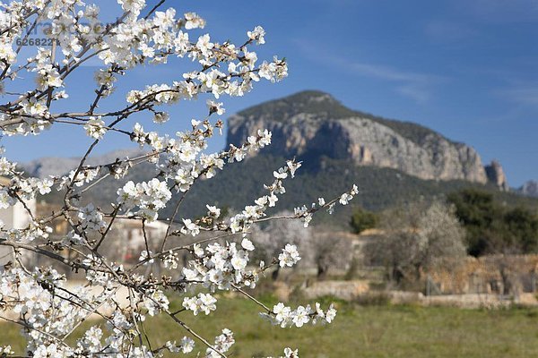 Europa  Baum  blühen  Mallorca  Mandel  Pflaume  Balearen  Balearische Inseln  Spanien