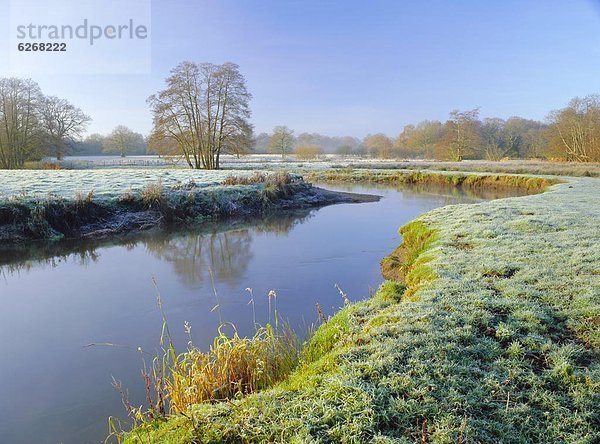 Morgen  Fluss  Wiese  Kälte  England  Surrey  Wildtier