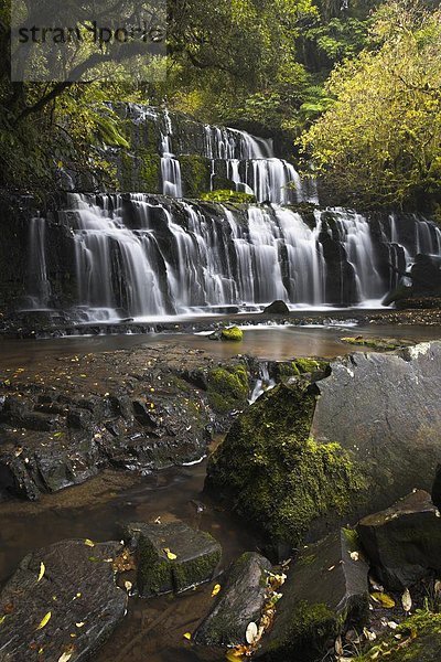 Wald  Pazifischer Ozean  Pazifik  Stiller Ozean  Großer Ozean  neuseeländische Südinsel  Catlins  Neuseeland