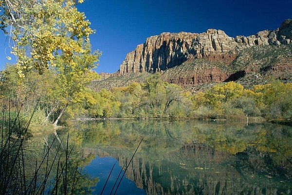 Vereinigte Staaten von Amerika  USA  nahe  Farbaufnahme  Farbe  Baum  Steilküste  Spiegelung  Reflections  Utah