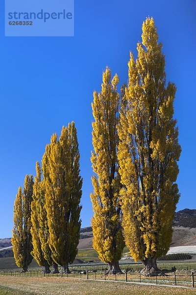 nahe  Ländliches Motiv  ländliche Motive  Herbst  Pazifischer Ozean  Pazifik  Stiller Ozean  Großer Ozean  neuseeländische Südinsel  Laub  Neuseeland  Otago